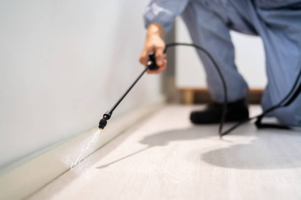 Licensed Ant Control service in Edwardsville, IL - Show Me Pest Control